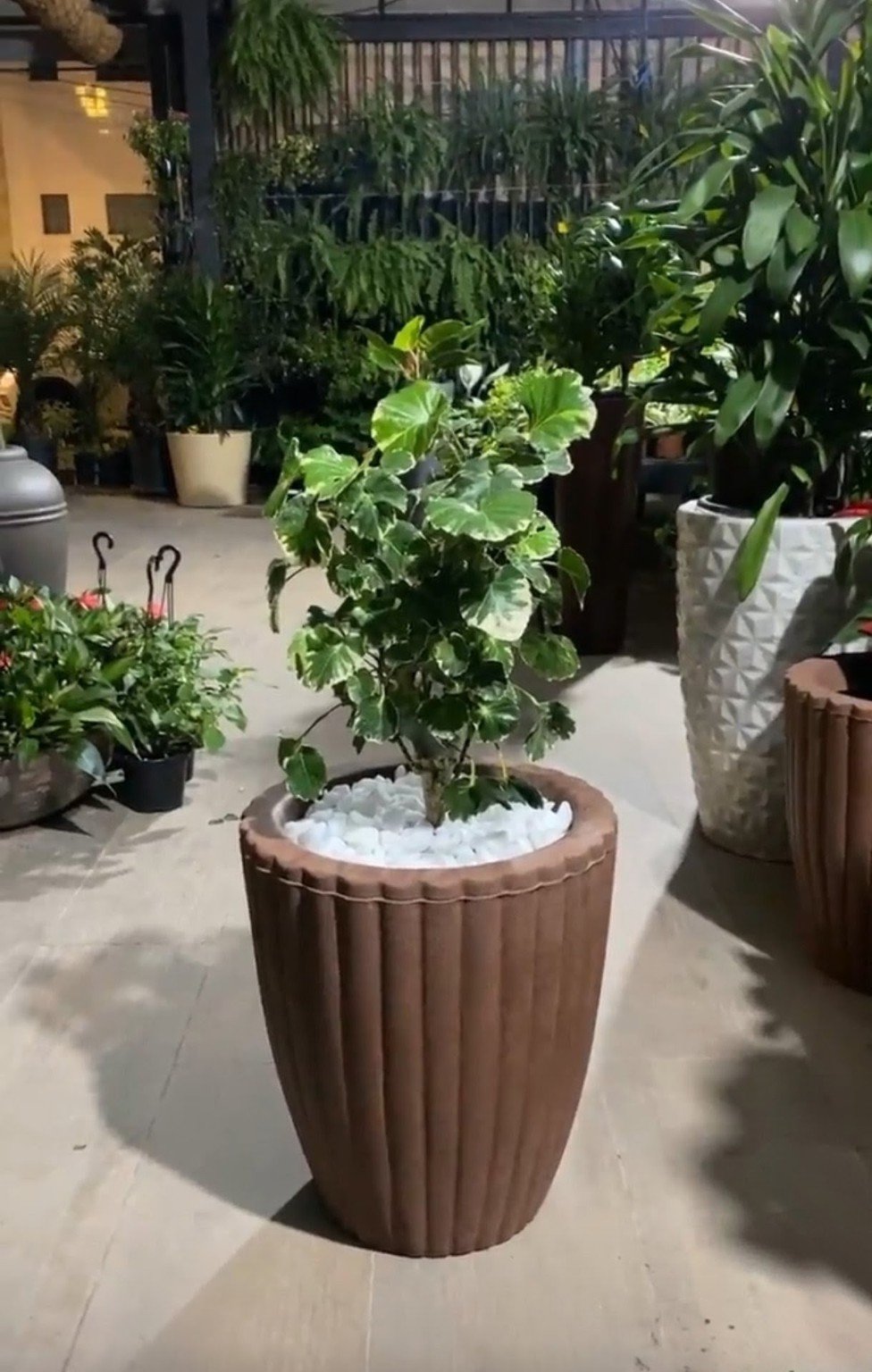 Planta ornamental da Flora Las Flores